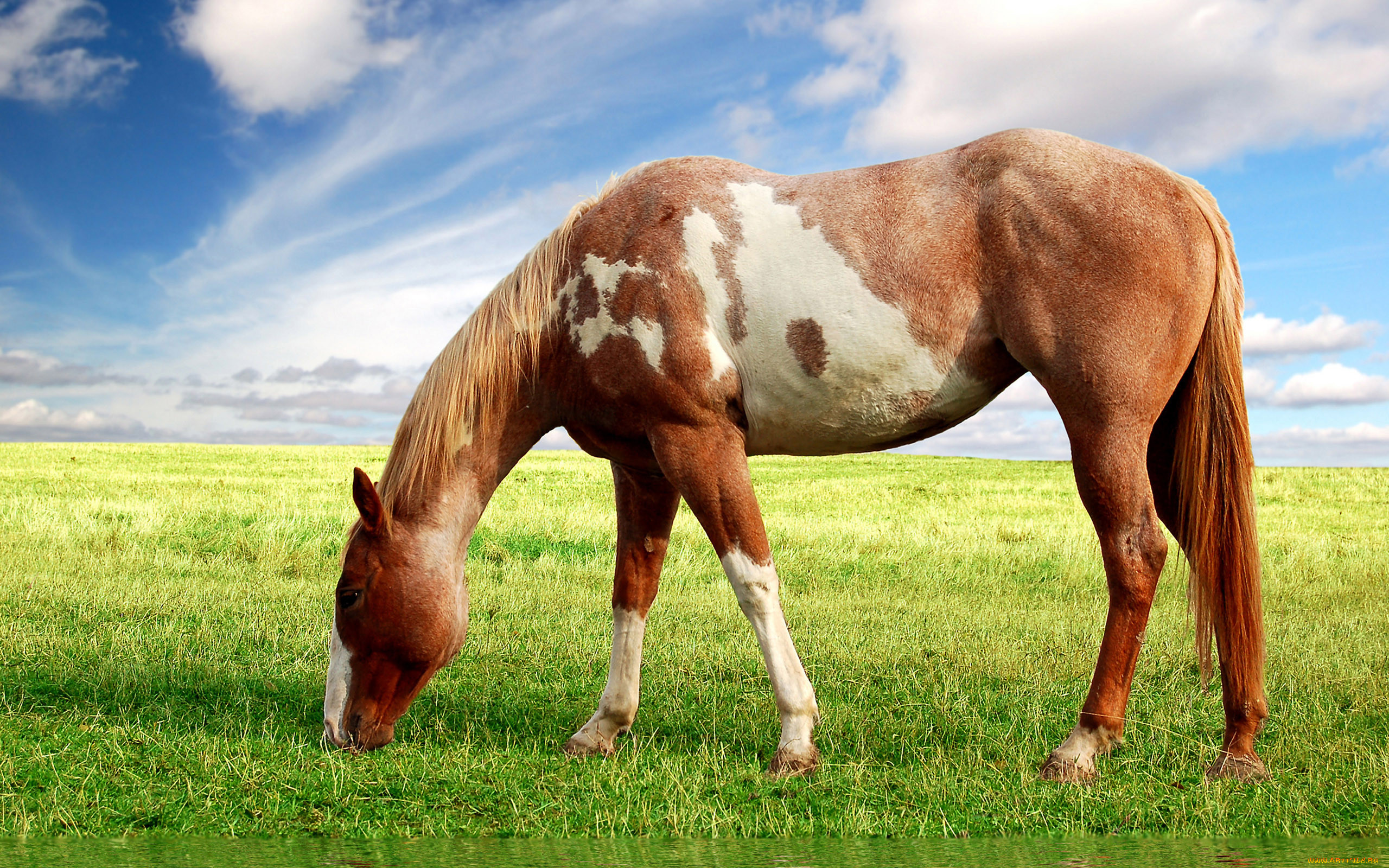 Horse picture. Лошадь. Животные лошади. Кони пасутся. Лошади пасутся на лугу.